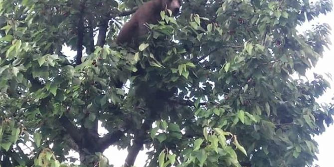 Bursa’da Kirazlarını Yiyen Ayıyı Böyle Görüntüledi, Mahkemeye Vermekle Tehdit Etti