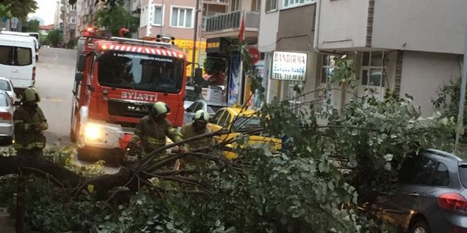 Sahur Vakti Devrilen Ağaç Korkuttu