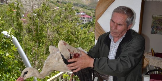 Köpeklerin Yaraladığı Leyleğe Şefkat Eli