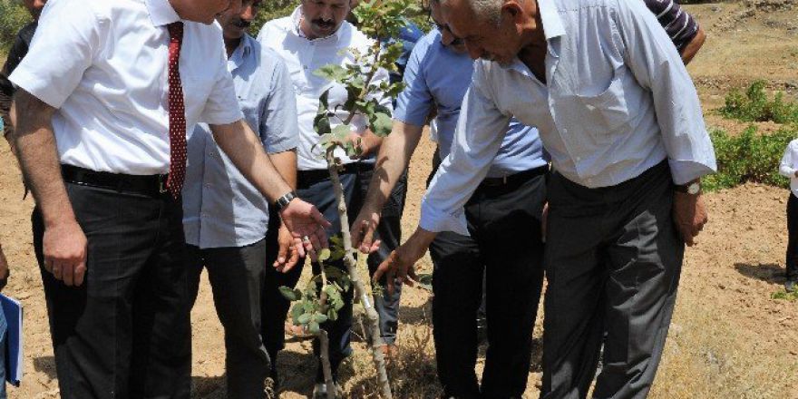 Menengiçler, Fıstığa Dönüştürülüyor