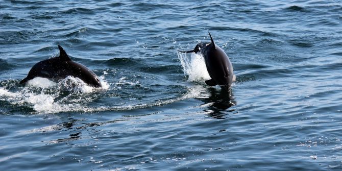 Öztürk: “Karadeniz’deki Balıkları Yunuslar Bitirmiyor”