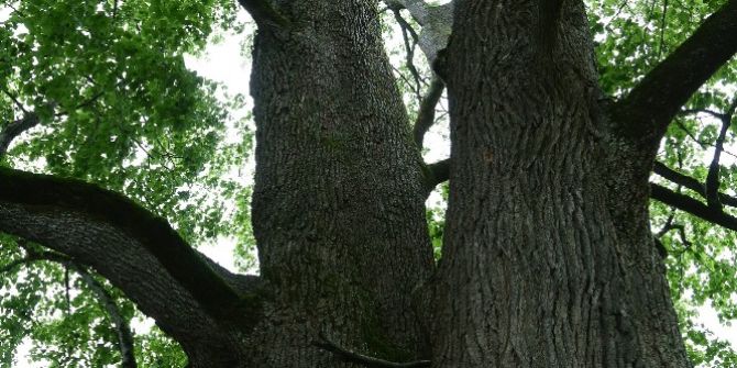 600 Yıldır Şifa Dağıtıyor