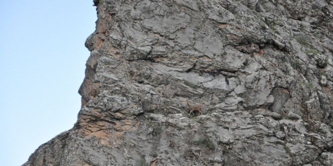 Karınlarını Doyurmak İsteyen Dağ Keçilerinin Tehlikeli Yolculuğu