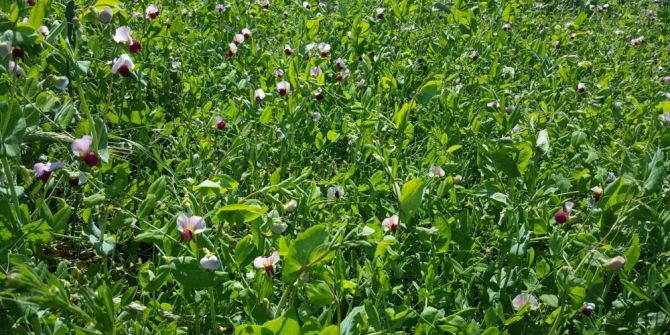 Büyükşehir’den Yem Bezelyesi Üretimine Destek