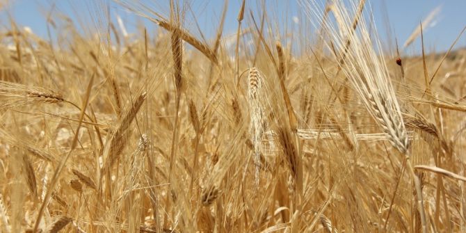 Yılın İlk Buğdayı Tescil Edildi