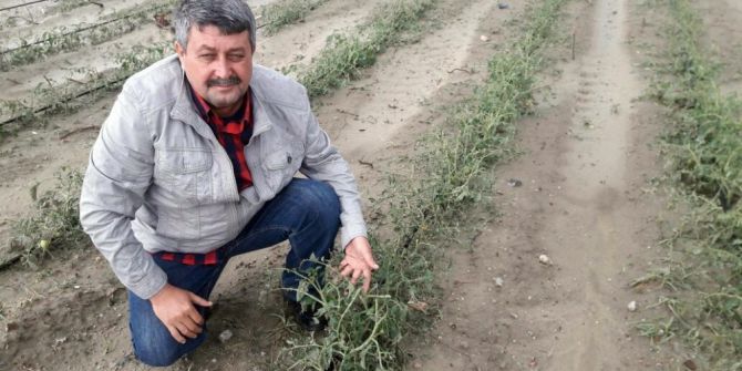 Dolu, Üzüm Bağlarını Ve Domates Bahçelerini Vurdu