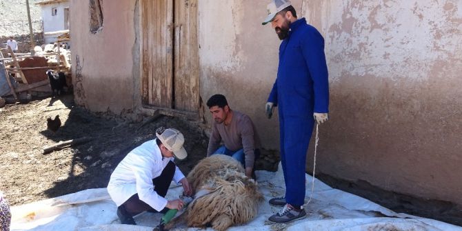 Küçükbaş Hayvanlarda Kırkımlar Başladı