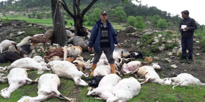Yıldırım Düşmesi Sonucu 52 Küçükbaş Hayvan Telef Oldu