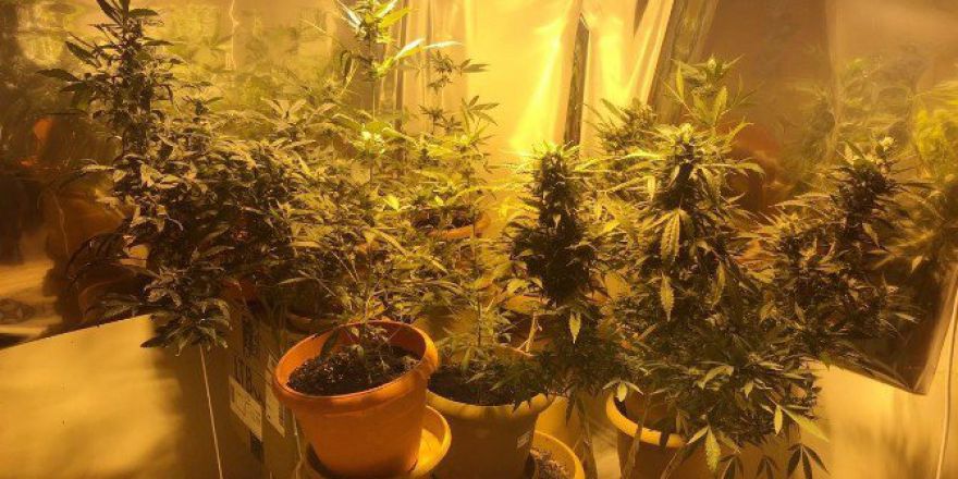 Evinin Odasını Kenevir Bahçesi Yapan Şahıs Yakalandı