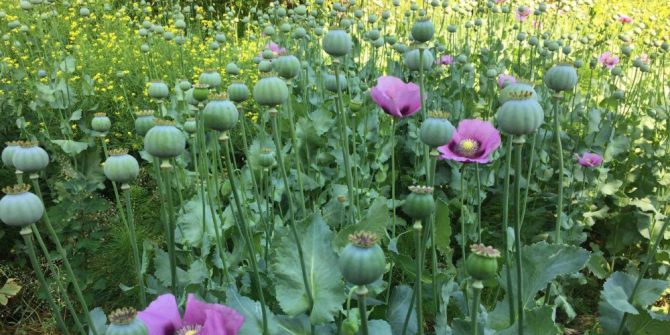 Bin 650 Kök Haşhaş Yakalandı