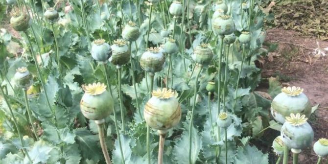 Manisa’da Uyuşturucu Operasyonu