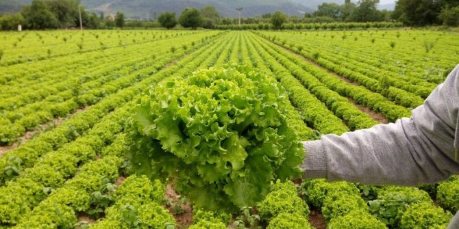 Çarşı-pazarda 2 Lira, Tarlada 30 Kuruşa Alan Yok