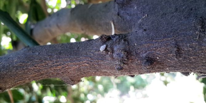 Aydın’da Turunçgil Unlu Bit Zararlısı İle Mücadele Başladı