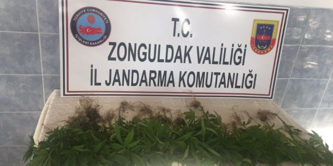 Evin Bahçesinde 67 Kök Hint Keneviri Ele Geçirildi