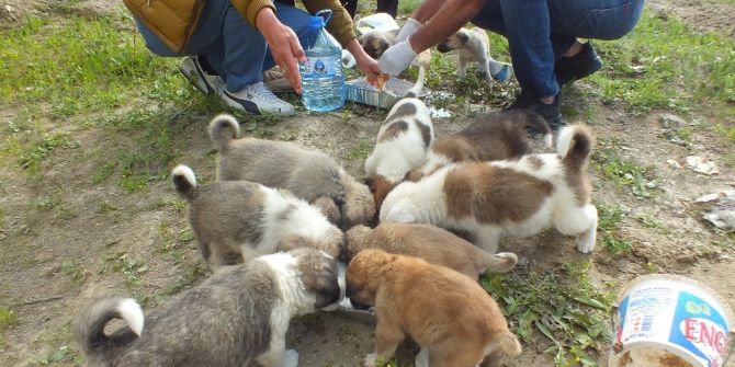 Sokağa Atılan Yavru Köpeklere Vatandaşlar Sahip Çıktı