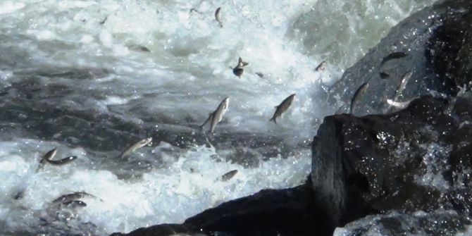 İnci Kefali Balığının Göç Serüveni