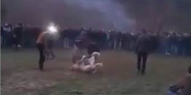 Van’da Köpek Dövüştürenlere Büyük Ceza