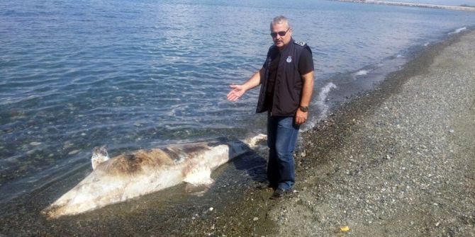 Dörtyol Sahilinde Ölü Köpek Balığı Bulundu