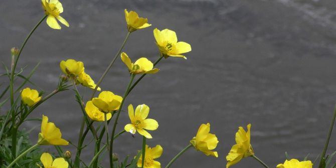 Göle Ovası Rengarenk