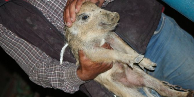 Manisalı Çiftçi Yaralı Yaban Domuzuna Sahip Çıktı