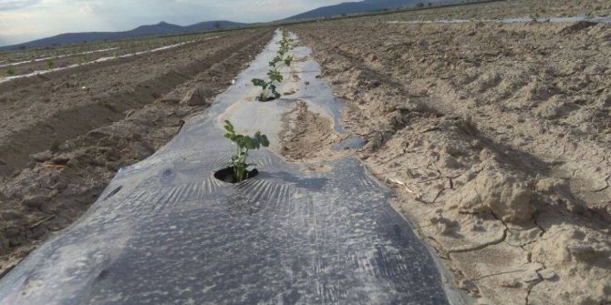 Denizli’de, Çekirdeksiz Karpuz Üretecekler
