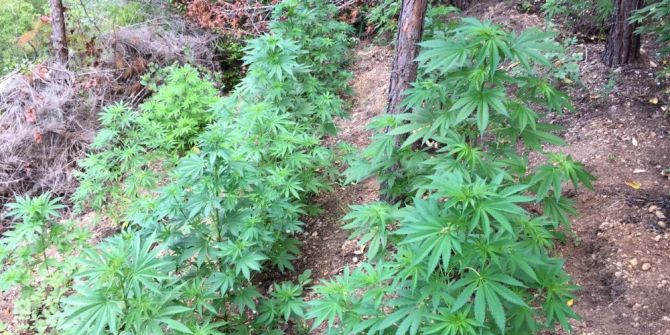 Jandarmadan Kenevir Operasyonu