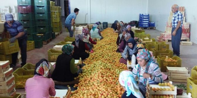 "18 Ton Kayısıda Akdeniz Sineği Bulundu" İddiasına İhracatçılardan Tepki