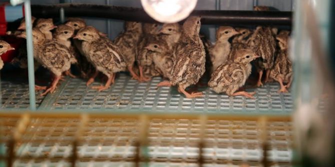 Yozgat’ta Yetiştirilen Keklikler Birçok İlde Doğaya Salınıyor