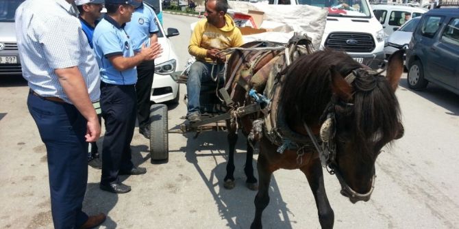 Trafiği Tehlikeye Atan At Arabalarına Zabıta ’Dur’ Dedi