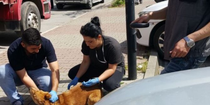 Kartal’da Sokak Hayvanları Kuduza Karşı Aşılandı