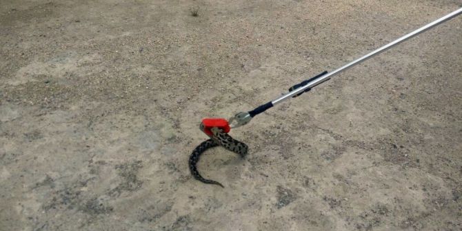 Okulda Yılan Paniği