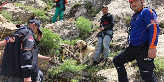 7 Gündür Dağda Mahsur Kalan Çoban Köpeği Pulsar Kurtarıldı