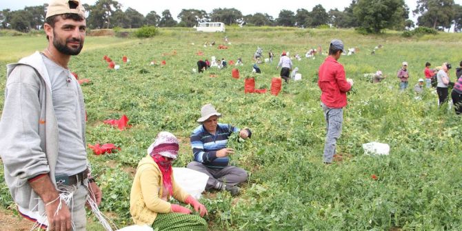 Suriyeli Rapçi Bezelye Tarlasında