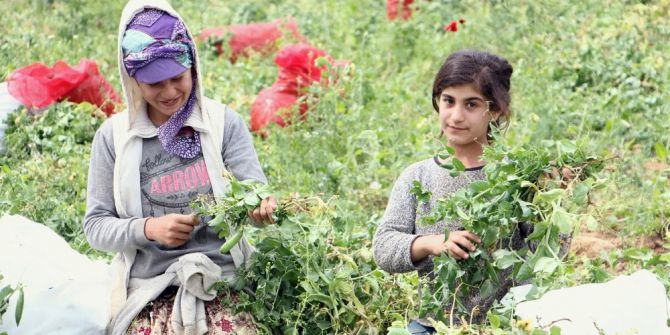 Çocuklar Ailelerine Yardımcı Olmak İçin Tarlada Çalışıyor