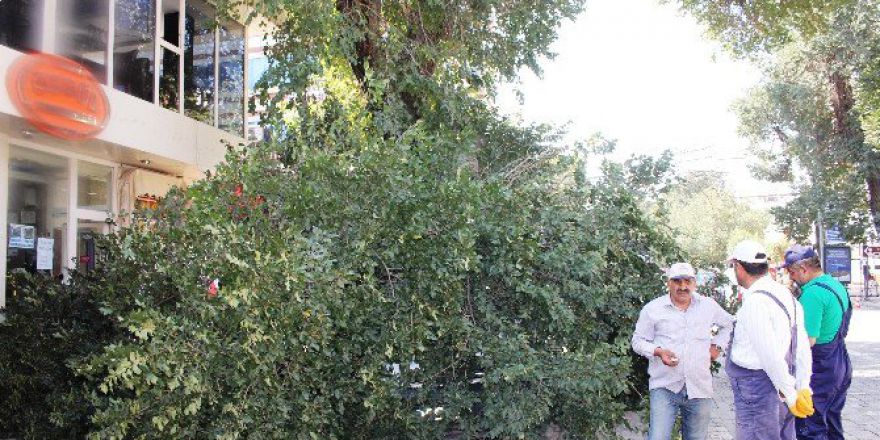 Asırlık Ağaç Minibüsün Üzerine Devrildi