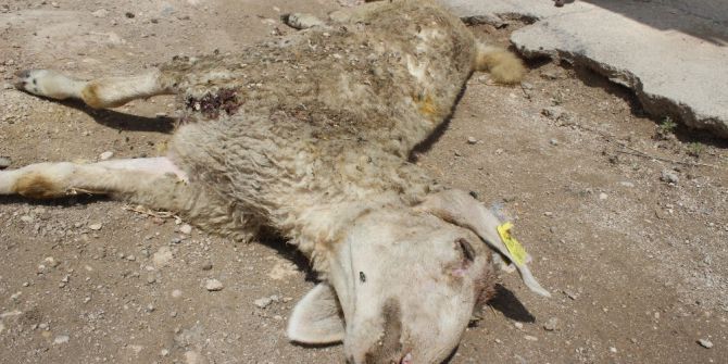 Denizli’de ’Yanlış Aşının 12 Kuzuyu Telef Ettiği’ İddiasına Soruşturma