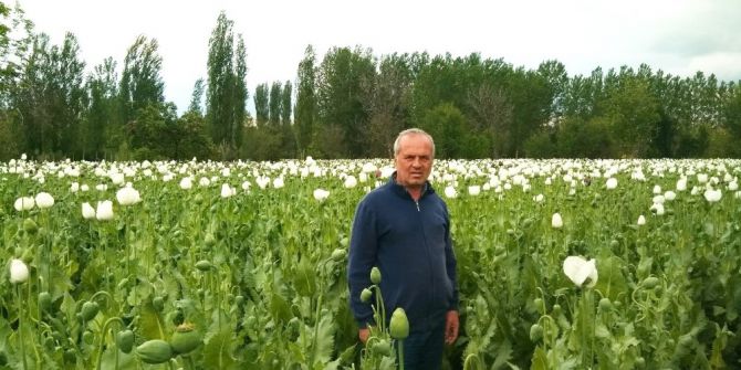 Hisarcık’ta Haşhaş Kapsülü Üreticilerinin Yüzü Gülüyor