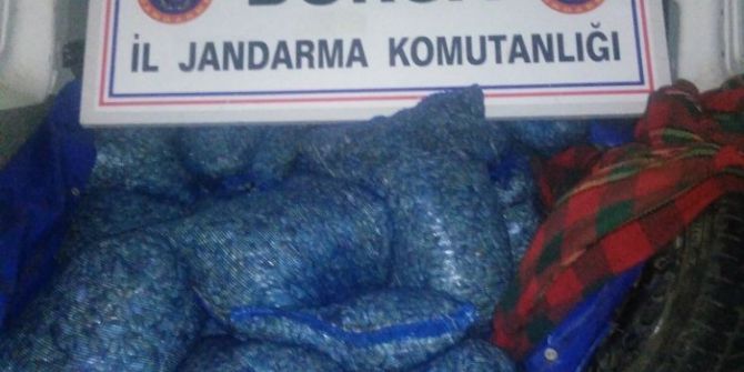 Jandarmadan Kaçak Midye Operasyonu