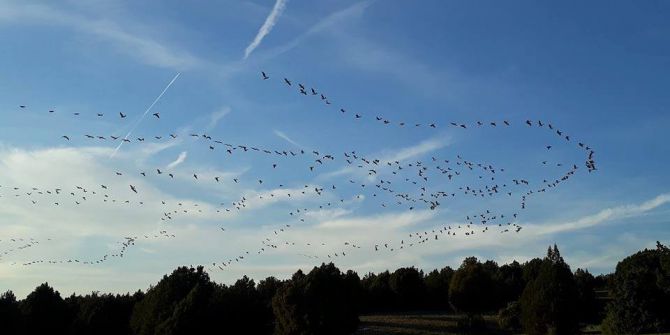 Telli Turnalar, Kütahyalı Çoban Tarafından Görüntülendi