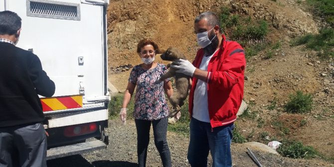 Terk Edilmiş Köpeklere Devlet Şefkati