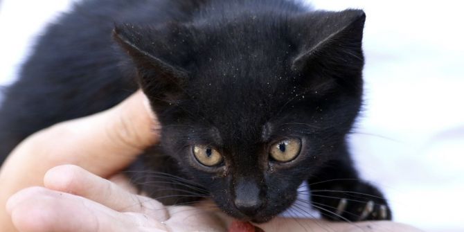 Antalya’da Yavru Kediyi Kurtarma Operasyonu