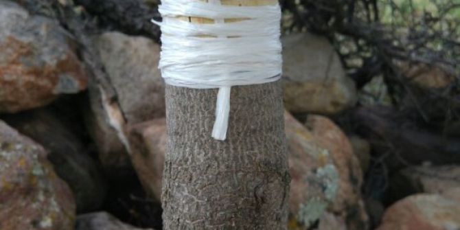 Yuntdağı’nda Aşılama Çalışmaları Başladı