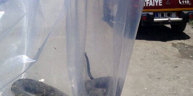 Edremit’te Evden Yılan Çıktı