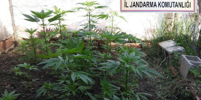 Kırsal Alanda Uyuşturucu Operasyonu