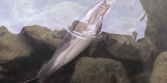 Barınağa Giren Yunus Balığı Öldü