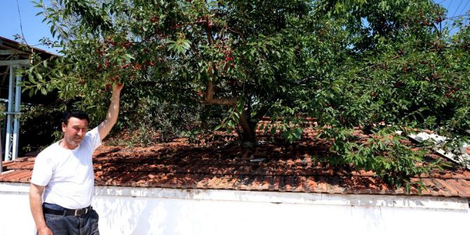 Kesmeye Kıyamadığı Ağaçlar Deponun İçinde Kaldı