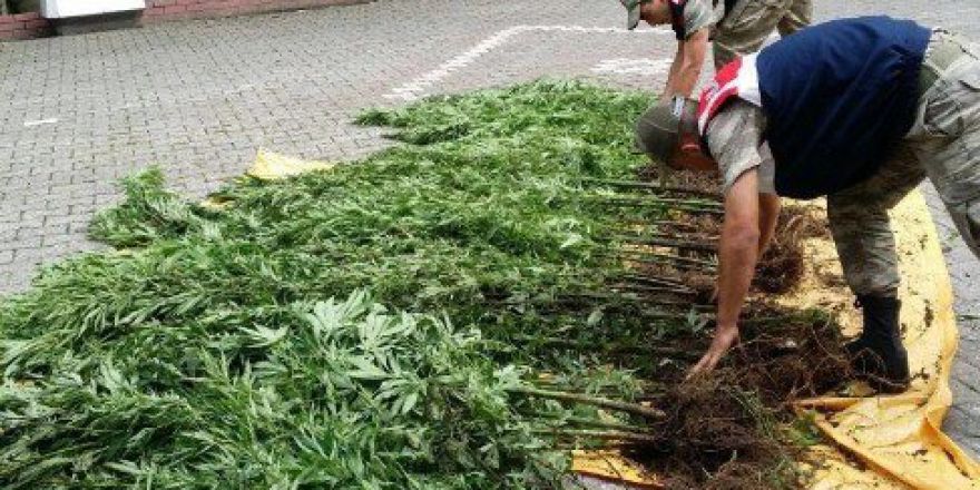 Salıpazarı’nda Uyuşturucu Operasyonu