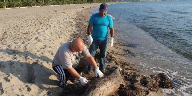 Kuşadası Körfezi’nde Ölü Yunus Bulundu