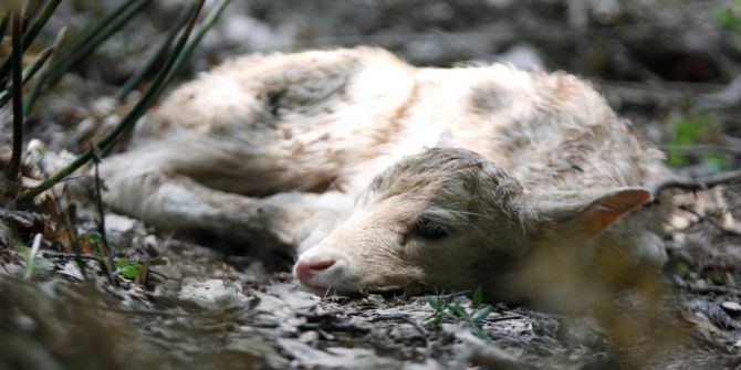 Doğal Yaşam Parkı’nın Nüfusu Artıyor