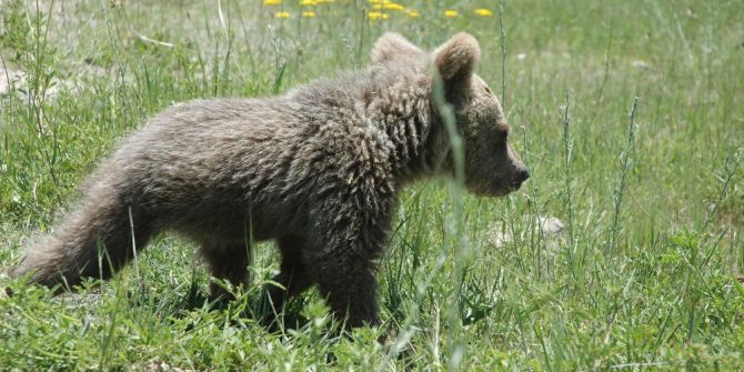 Yavru Ayıya ‘Bivan’ İsmi Verildi
